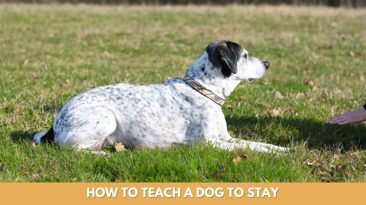 How To Teach A Dog To Stay