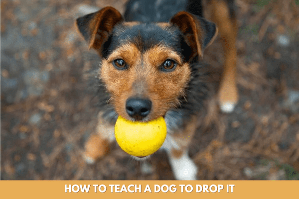 How To Teach A Dog To Drop It