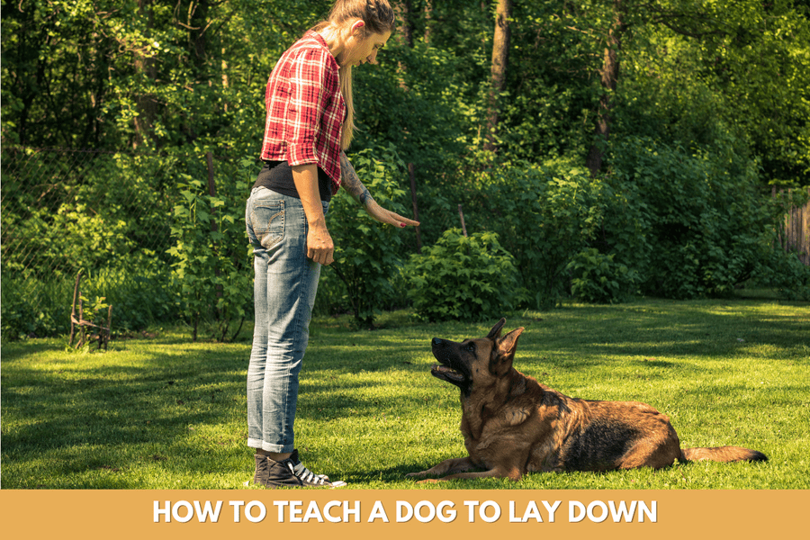 How to Teach a Dog to Lay Down