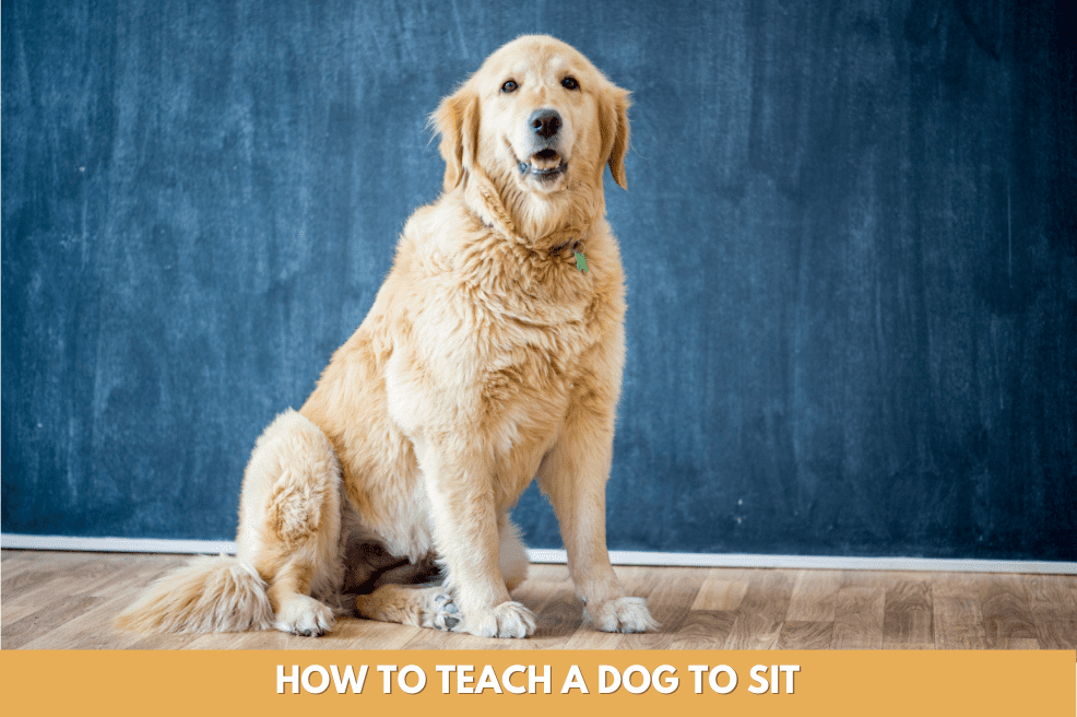 How to Teach a Dog to Sit
