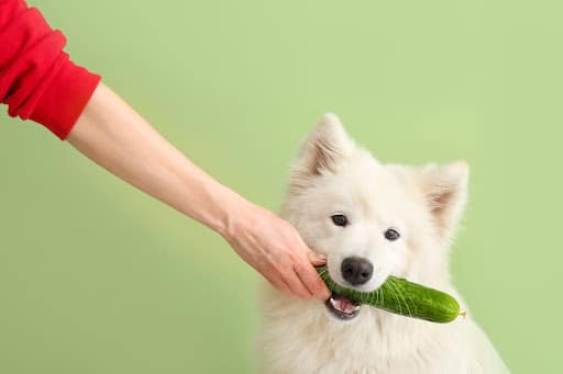 are cucumbers bad for dogs
