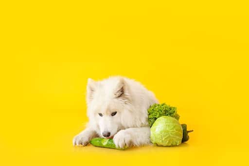 are cucumbers good for dogs