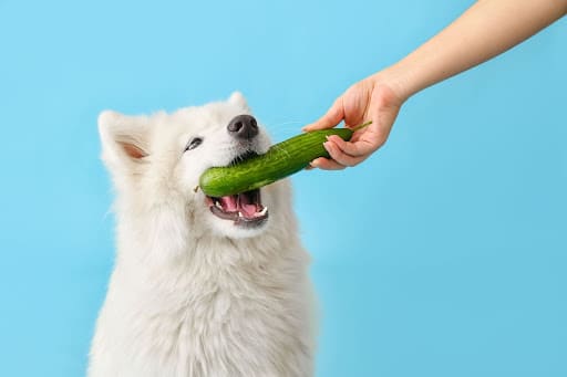 can dogs eat cucumbers