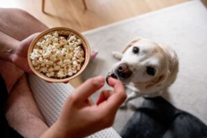 Can Dogs Eat Popcorn? | Camp Canine Florida