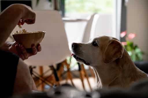 can dogs have popcorn