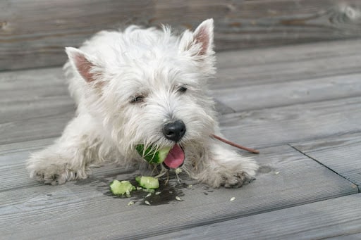 cucumbers are good for puppy