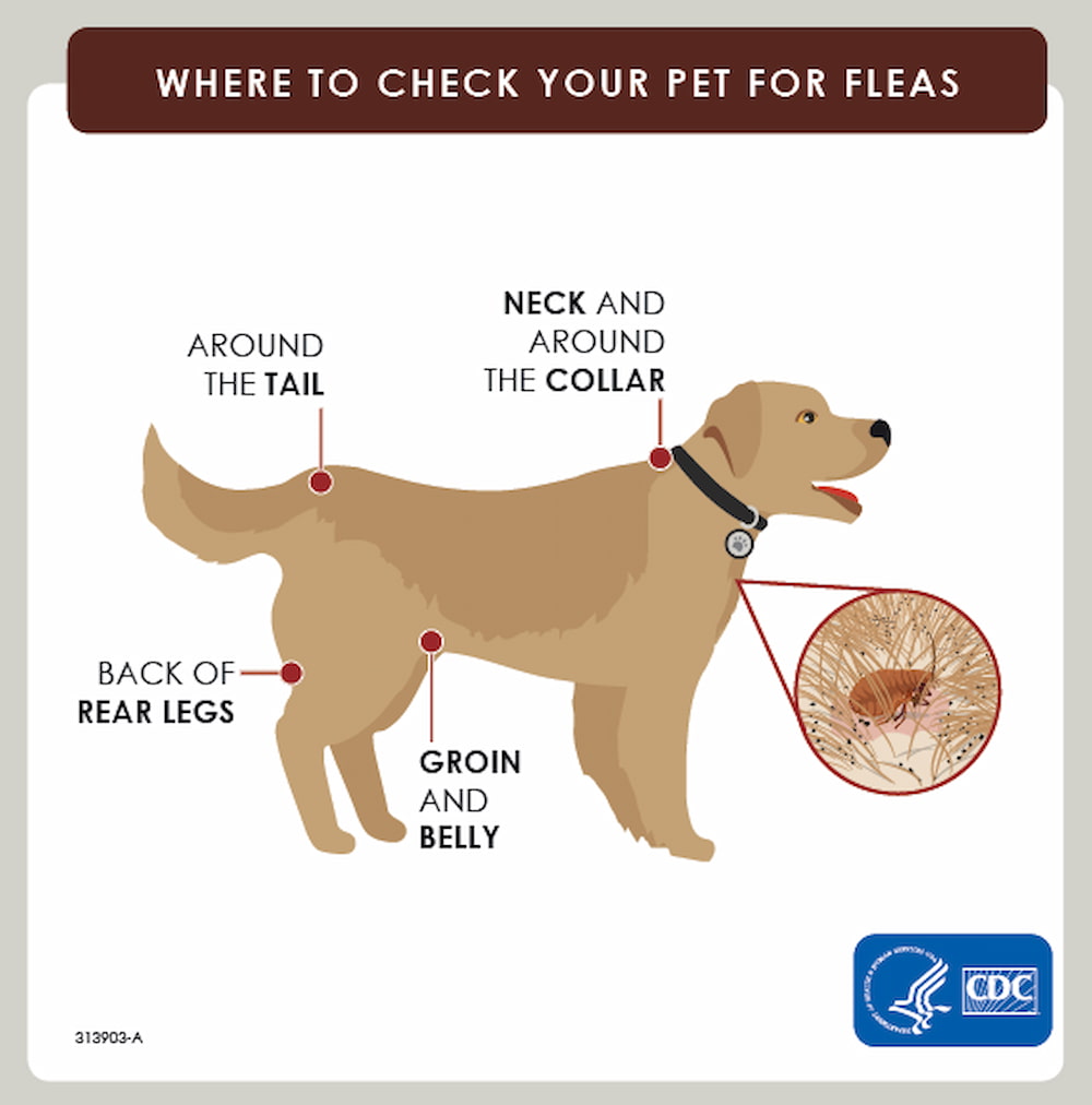 how to check fleas on dogs