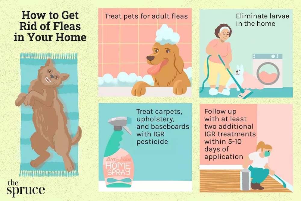 how to prevent fleas from my dog