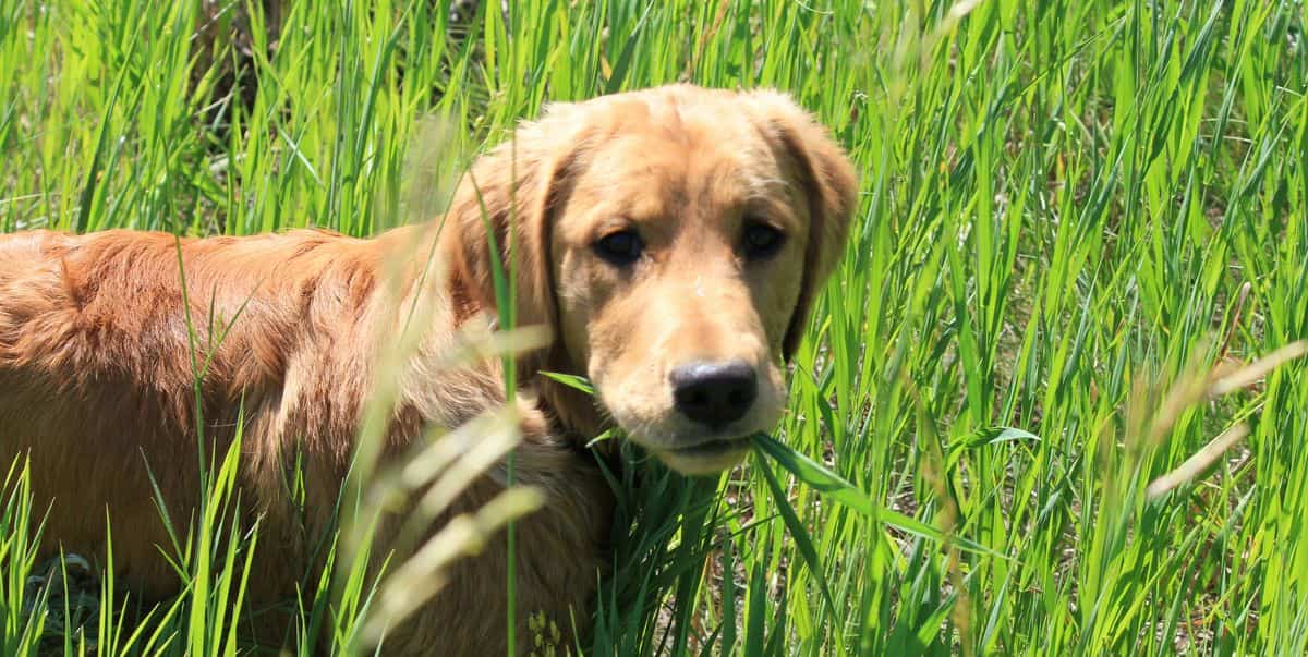 what does it mean when dogs eat grass