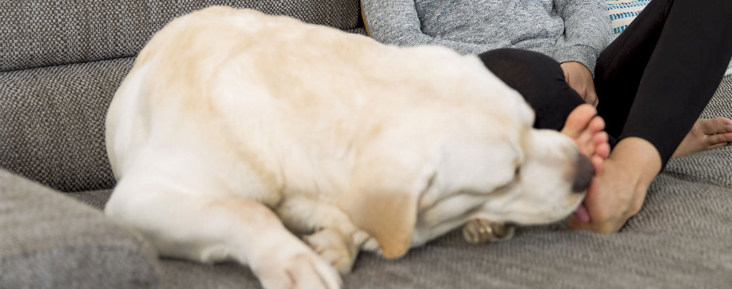 Why Does My Dog Lick My Feet? Here Are The Convincing Reasons