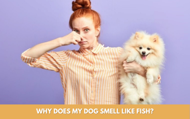 Why Does My Dog Smell Like Fish 768x480 