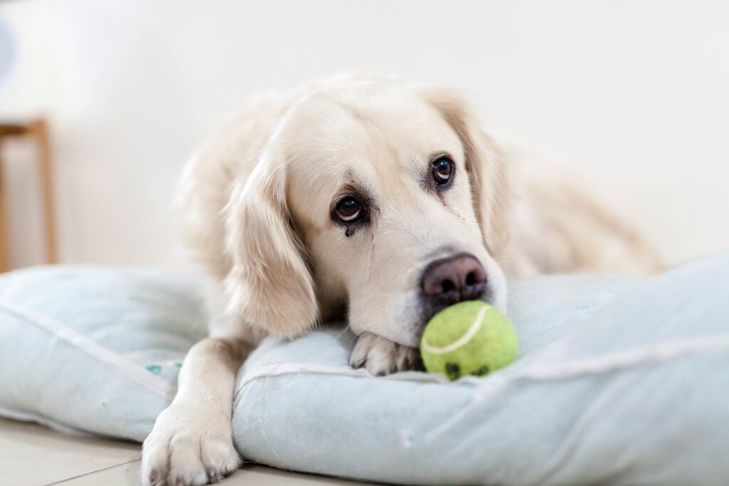 Why Does My Dog Shake? Causes for Shivering, Trembling, and Seizuring