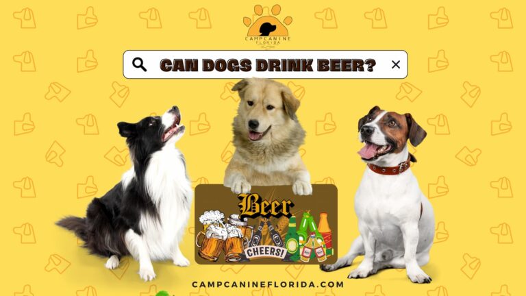 is beer bad for dogs
