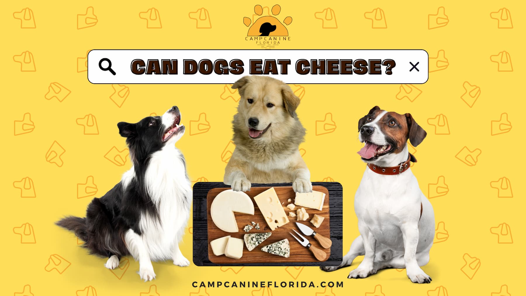 can dogs eat cheese