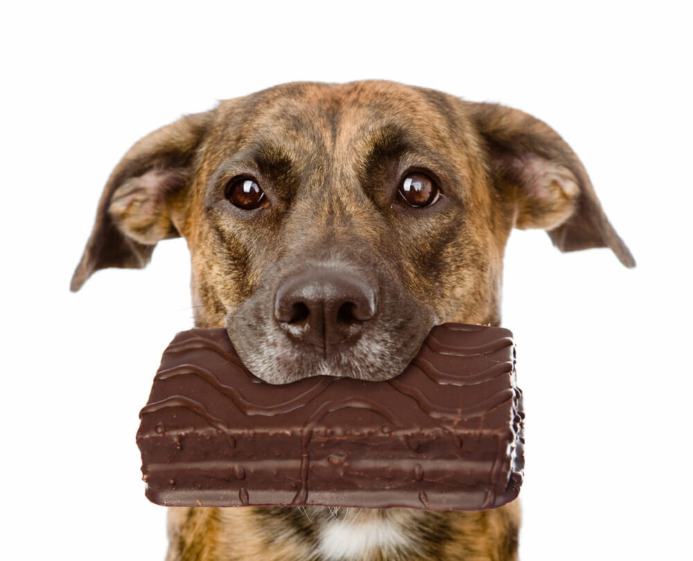 can my dog eat chocolate
