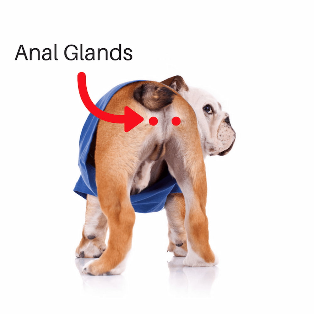 dogs anal glands smell