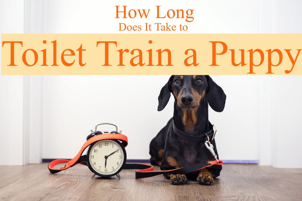 how long does it take to housetraining a puppy