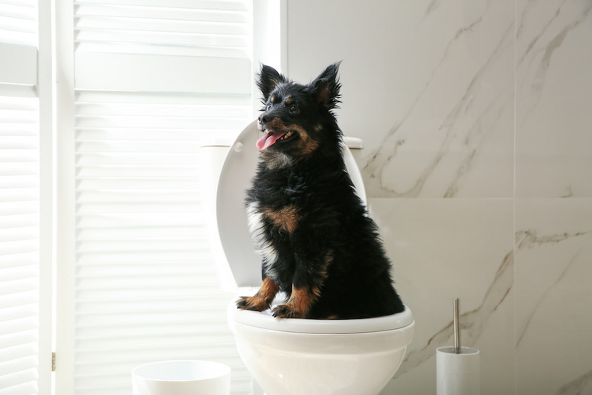 how to potty train a puppy or dog