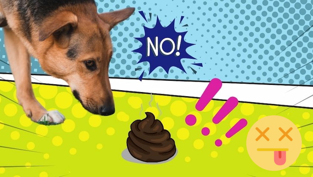 how to prevent dogs eat poop