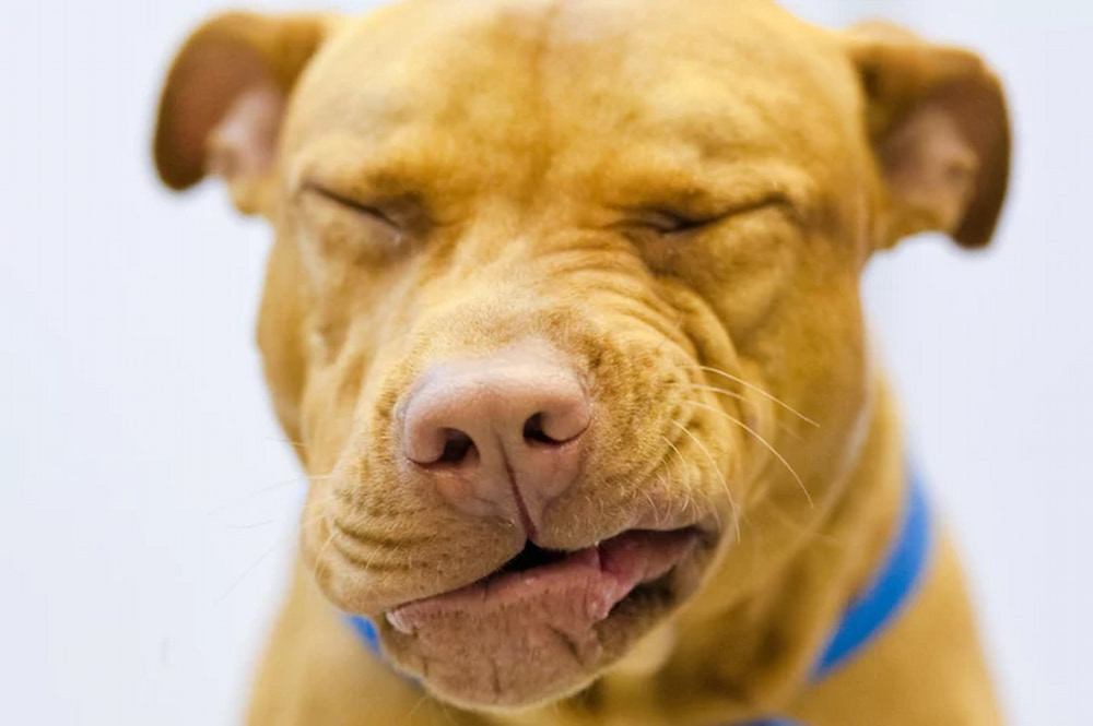 your dog does not get rid of sneezing