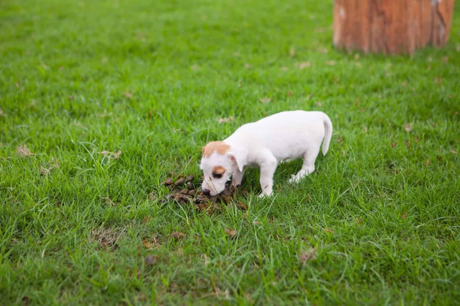 why does your puppy eat other animal's poop