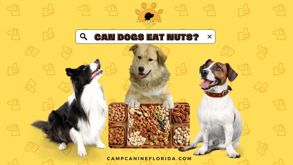 Can Dogs Eat Nuts? What Are Nuts Safe for Dogs?