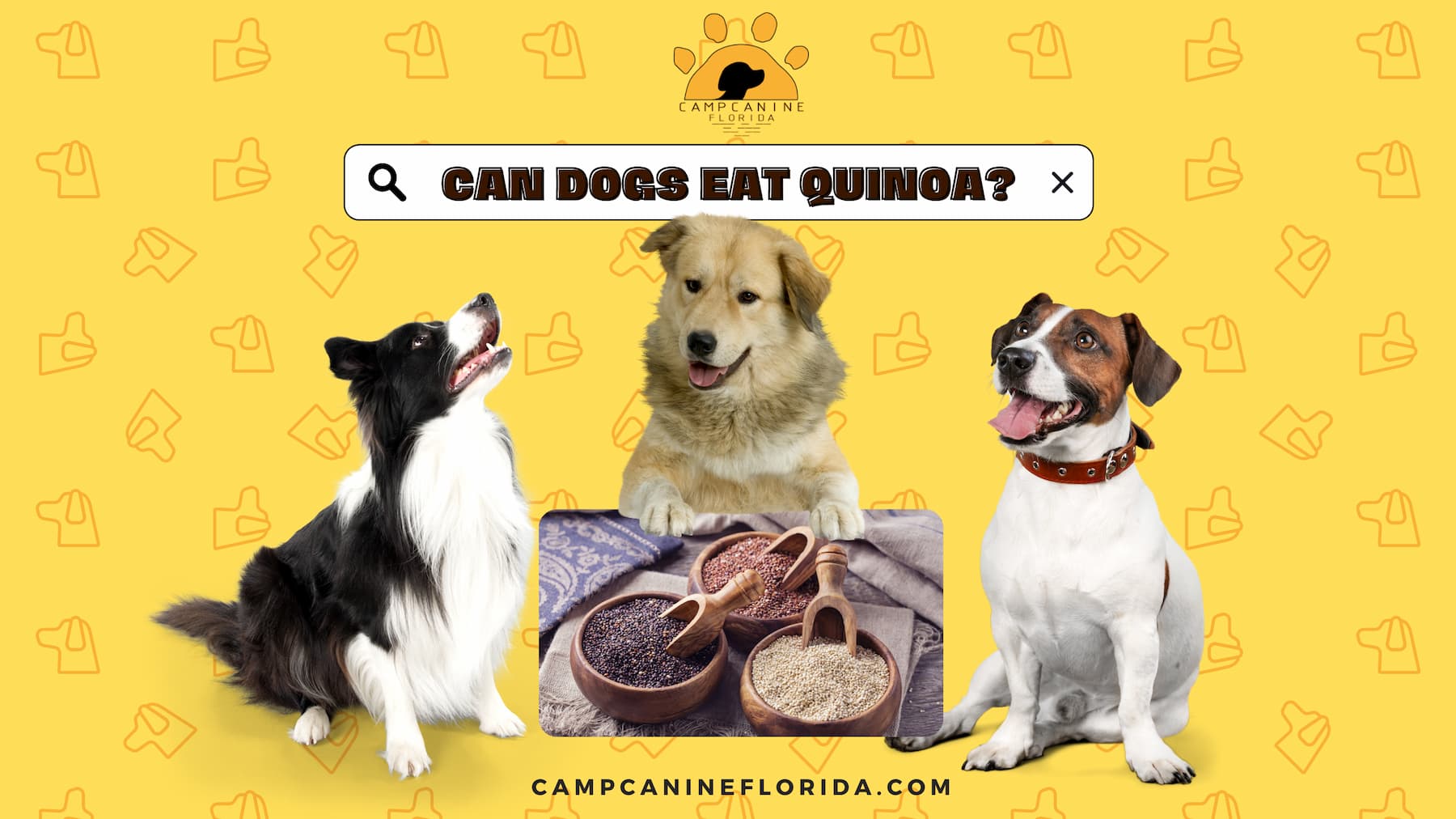can dogs eat quinoa
