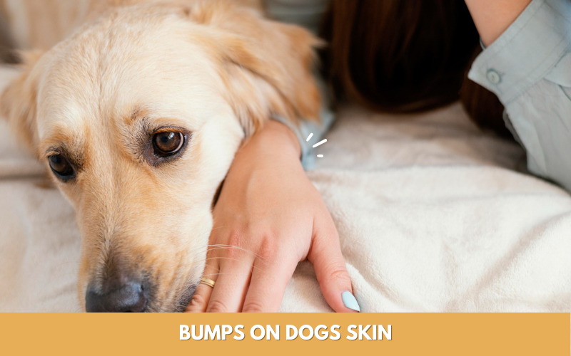 Bumps on Dogs Skin