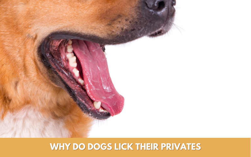 why do dogs lick their privates
