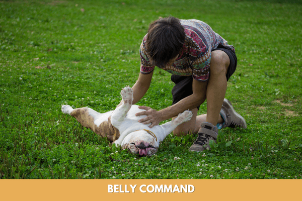Dog training commands: belly command