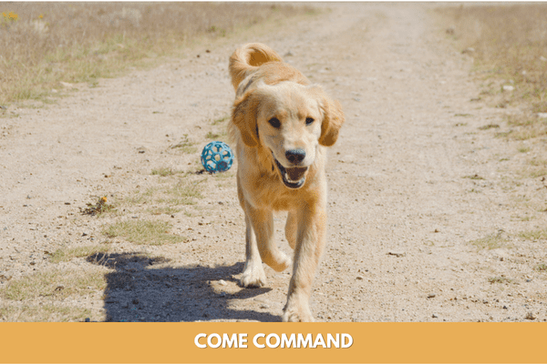 Dog training commands: come command