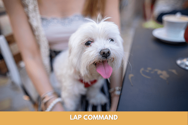 Dog training commands: lap command
