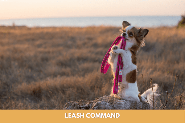 Dog training commands: leash command