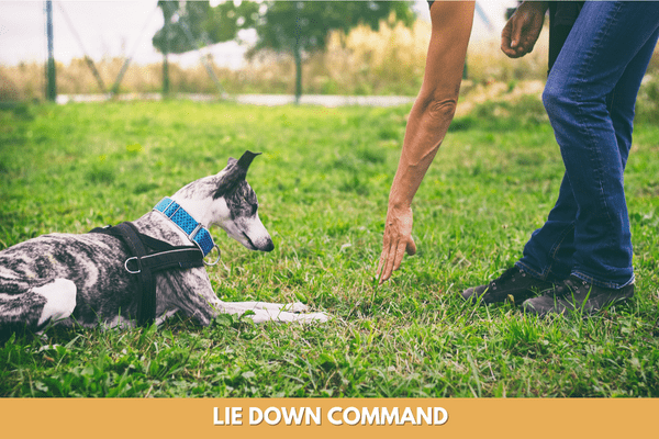 Dog training commands: Lie Down