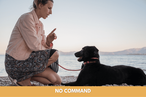 Dog training commands: no command
