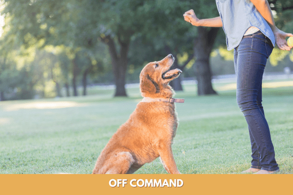 Dog training commands: off command