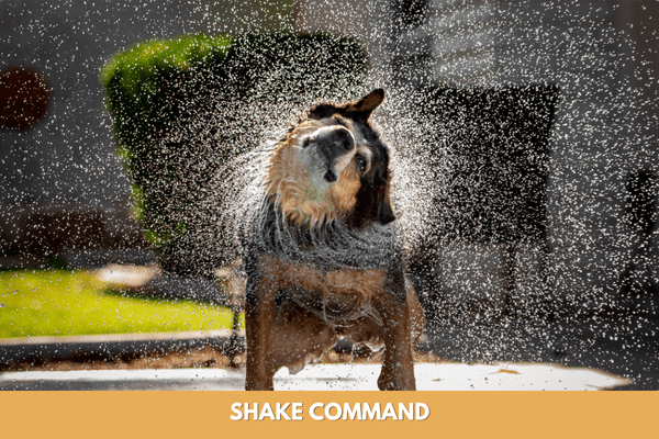 Dog training commands: shake command