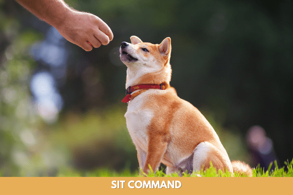 dog training commands: sit