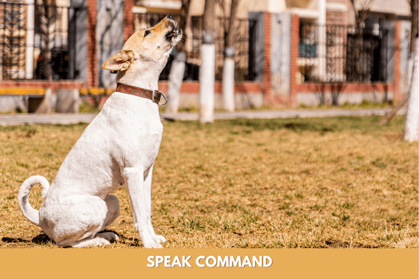 Dog training commands: speak command