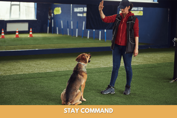 Dog training commands: Stay command