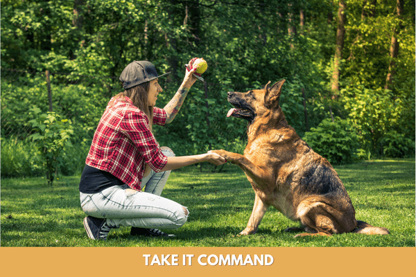 Dog training commands: take it command