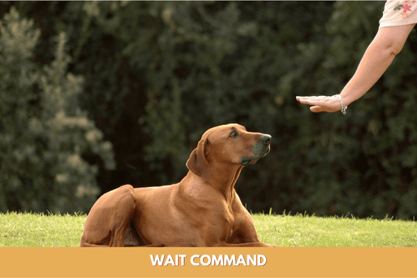 Dog training commands: wait command