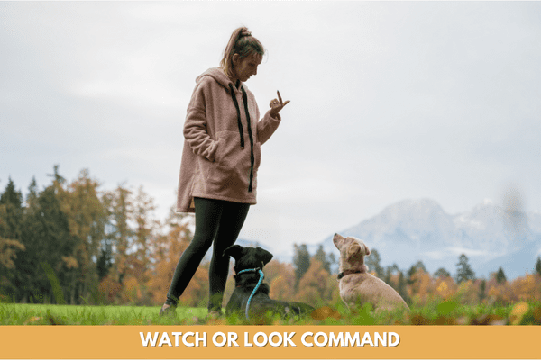 dog training commands: Watch Or Look