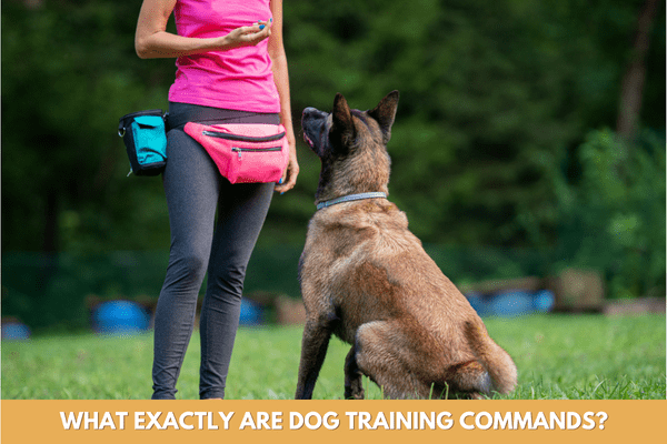dog training commands list