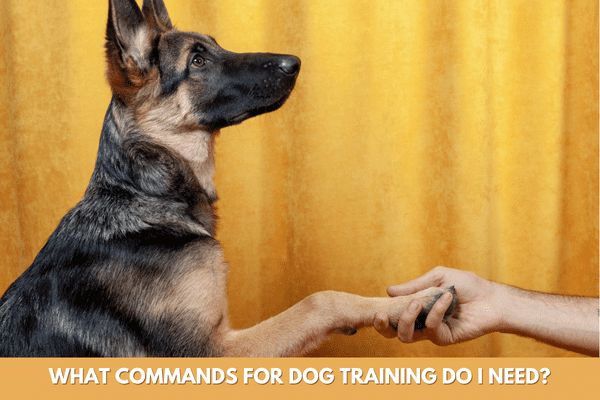 common dog training commands