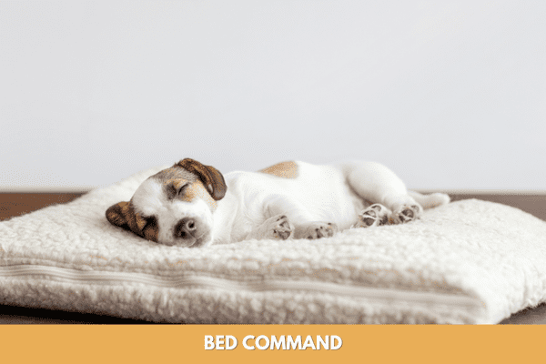 Dog training commands: bed command