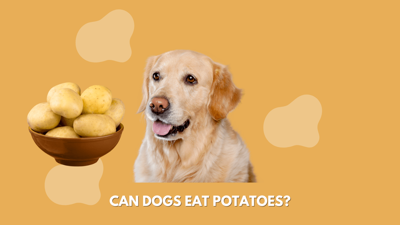 can dogs eat potatoes