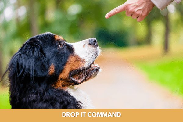Dog training commands: drop it command
