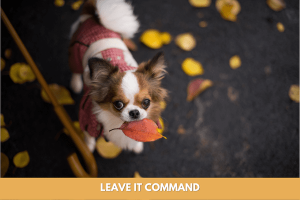 Dog training commands: leave it command