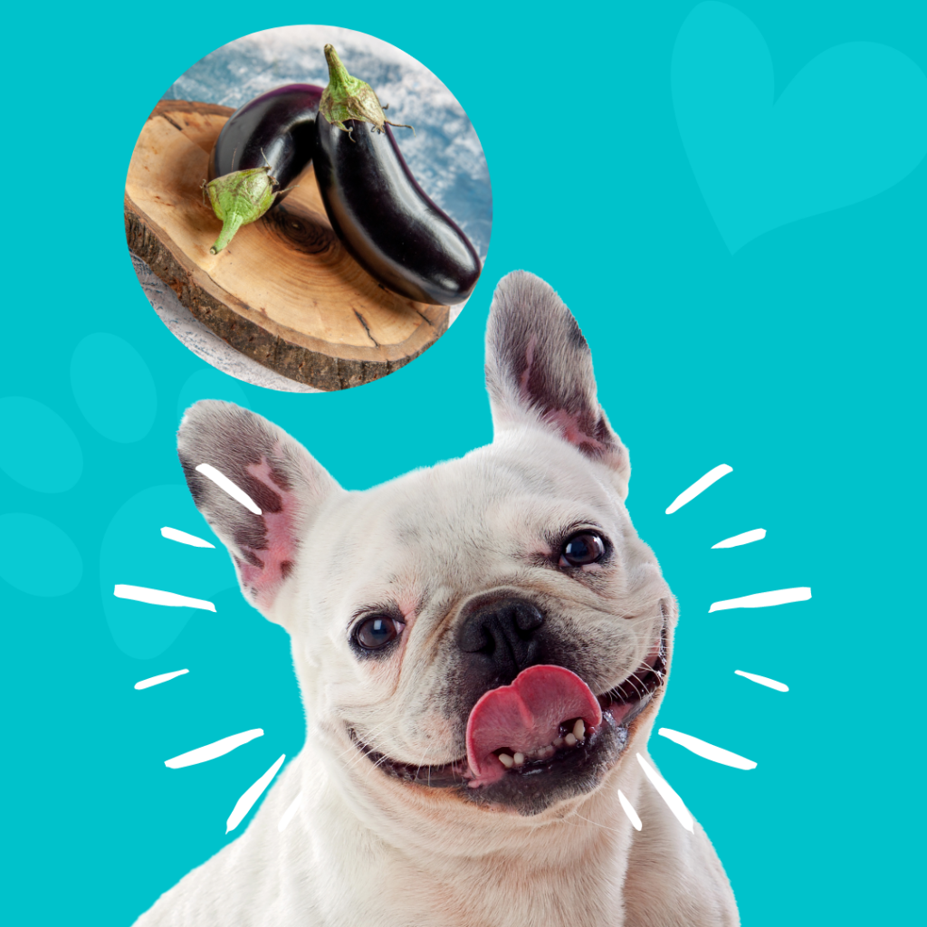 Can Dogs Eat Eggplant? What You Need to Know Before Feeding Your Pup?